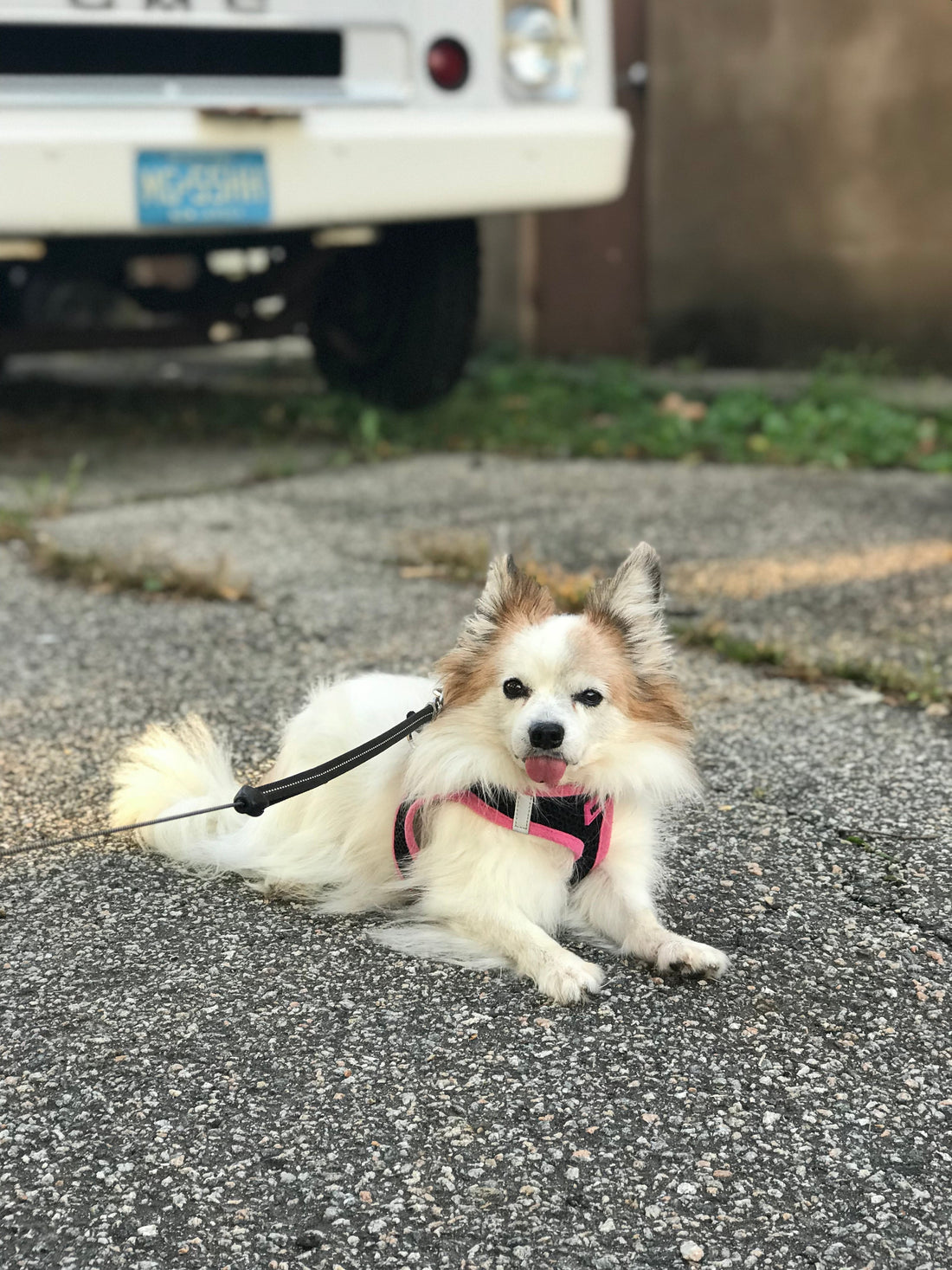 a small white dog with pointy ears lies on the sidewalk and enjoys the sun