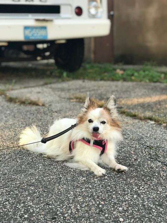 a small white dog with pointy ears lies on the sidewalk and enjoys the sun